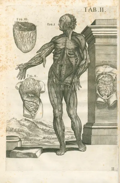 Tabulae anatomicae a celeberrimo pictore Petro Berretino Cortonensi Pl.02 av Pietro da Cortona