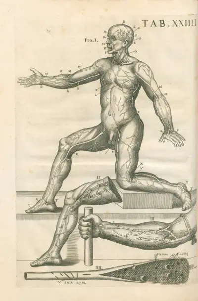 Tabulae anatomicae a celeberrimo pictore Petro Berretino Cortonensi Pl.24 av Pietro da Cortona