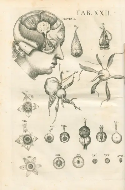 Tabulae anatomicae a celeberrimo pictore Petro Berretino Cortonensi Pl.22 av Pietro da Cortona