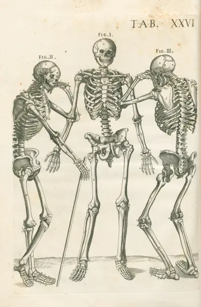 Tabulae anatomicae a celeberrimo pictore Petro Berretino Cortonensi Pl.26 av Pietro da Cortona