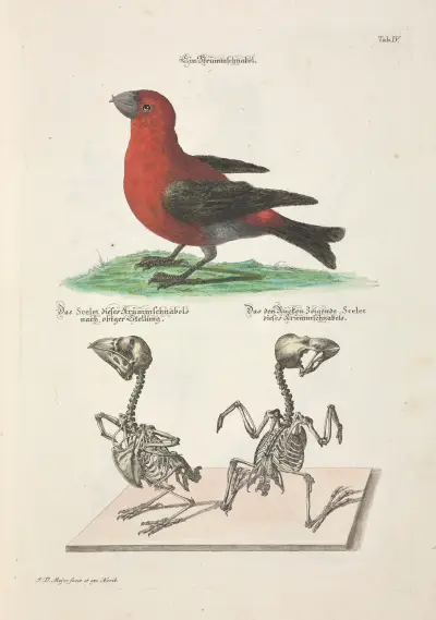Angenehmer und nützlicher Zeit-Vertreib Pl.004 av Johann Daniel Meyer