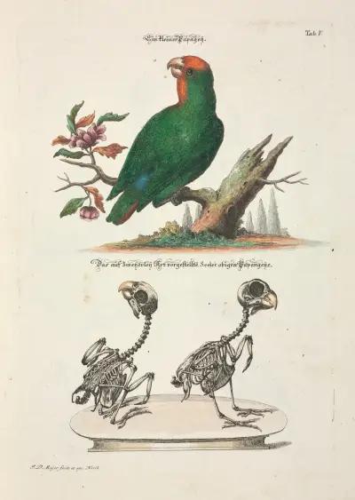 Angenehmer und nützlicher Zeit-Vertreib Pl.005 av Johann Daniel Meyer