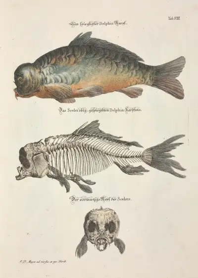 Angenehmer und nützlicher Zeit-Vertreib Pl.008 av Johann Daniel Meyer