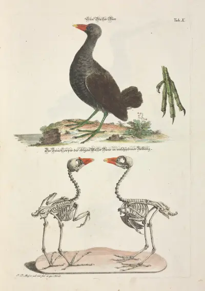 Angenehmer und nützlicher Zeit-Vertreib Pl.010 av Johann Daniel Meyer