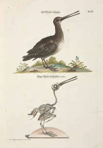 Angenehmer und nützlicher Zeit-Vertreib Pl.011 av Johann Daniel Meyer