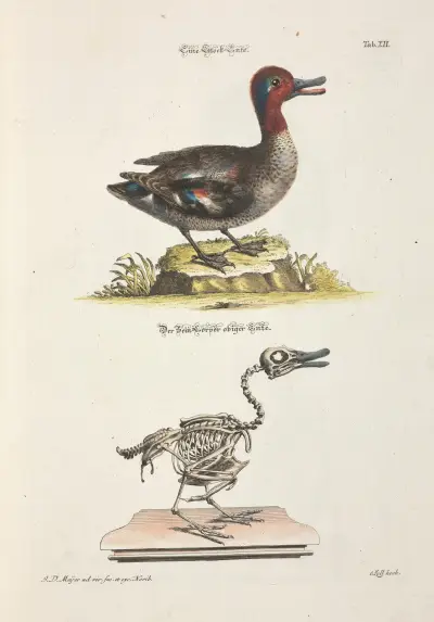 Angenehmer und nützlicher Zeit-Vertreib Pl.012 av Johann Daniel Meyer