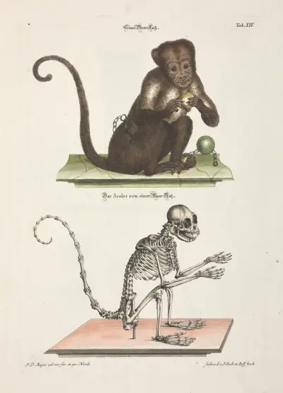 Angenehmer und nützlicher Zeit-Vertreib Pl.014 av Johann Daniel Meyer
