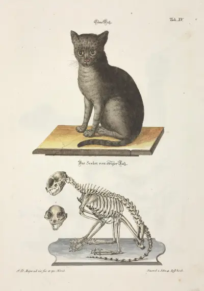 Angenehmer und nützlicher Zeit-Vertreib Pl.015 av Johann Daniel Meyer