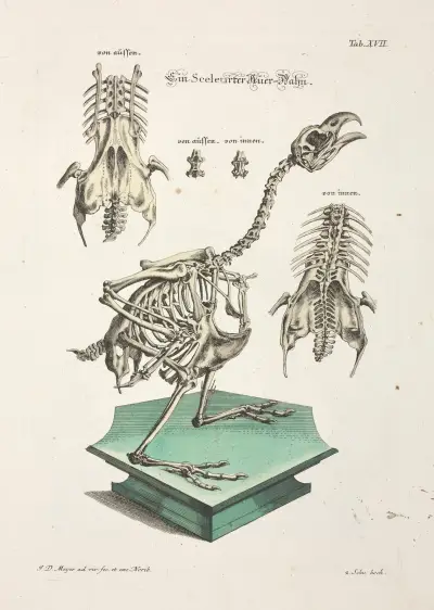 Angenehmer und nützlicher Zeit-Vertreib Pl.017 av Johann Daniel Meyer