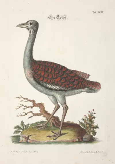 Angenehmer und nützlicher Zeit-Vertreib Pl.018 av Johann Daniel Meyer