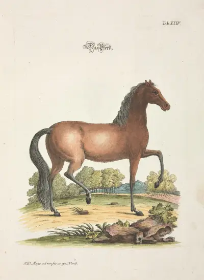Angenehmer und nützlicher Zeit-Vertreib Pl. 24 von Johann Daniel Meyer