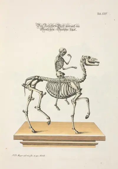 Angenehmer und nützlicher Zeit-Vertreib Pl.025 av Johann Daniel Meyer