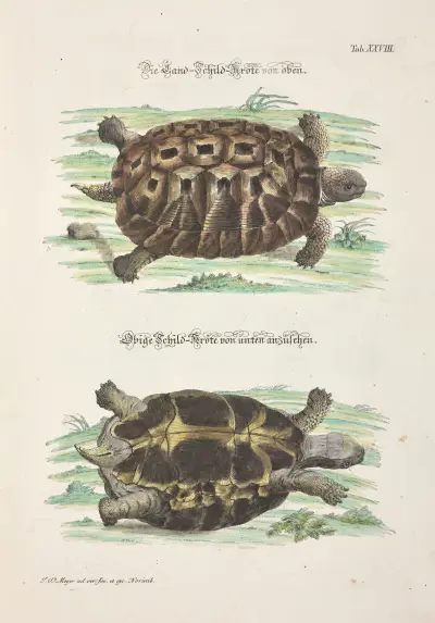 Angenehmer und nützlicher Zeit-Vertreib Pl.028 av Johann Daniel Meyer