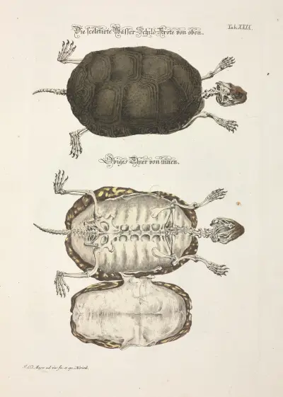Angenehmer und nützlicher Zeit-Vertreib Pl.029 av Johann Daniel Meyer