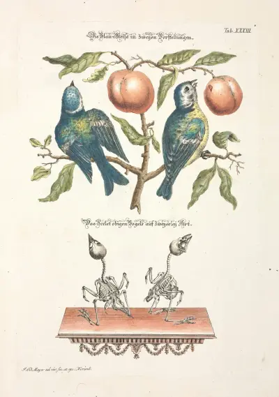 Angenehmer und nützlicher Zeit-Vertreib Pl.033 av Johann Daniel Meyer