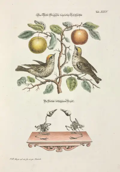 Angenehmer und nützlicher Zeit-Vertreib Pl.034 av Johann Daniel Meyer
