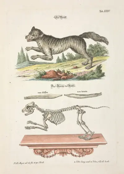Angenehmer und nützlicher Zeit-Vertreib Pl.035 av Johann Daniel Meyer