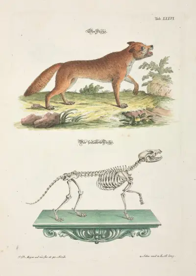 Angenehmer und nützlicher Zeit-Vertreib Pl.036 av Johann Daniel Meyer