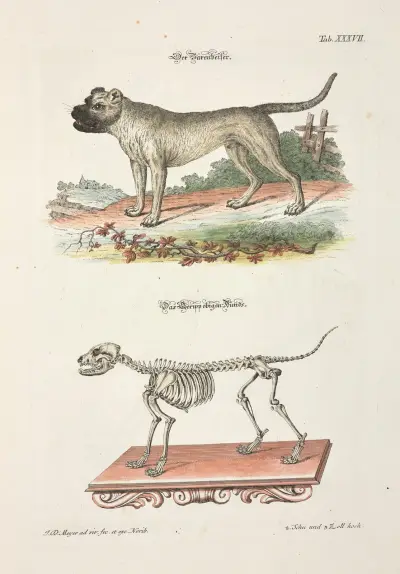Angenehmer und nützlicher Zeit-Vertreib Pl.037 av Johann Daniel Meyer