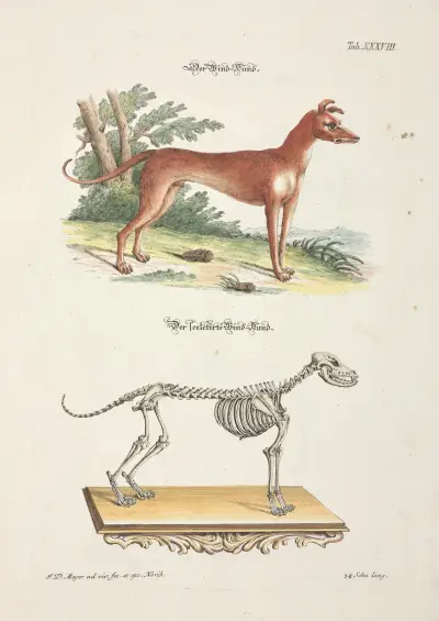 Angenehmer und nützlicher Zeit-Vertreib Pl.038 av Johann Daniel Meyer
