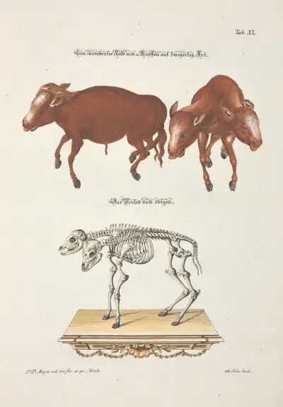 Angenehmer und nützlicher Zeit-Vertreib Pl.040 av Johann Daniel Meyer