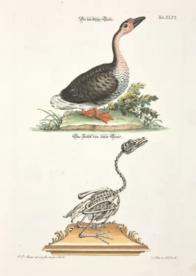 Angenehmer und nützlicher Zeit-Vertreib Pl.046 av Johann Daniel Meyer