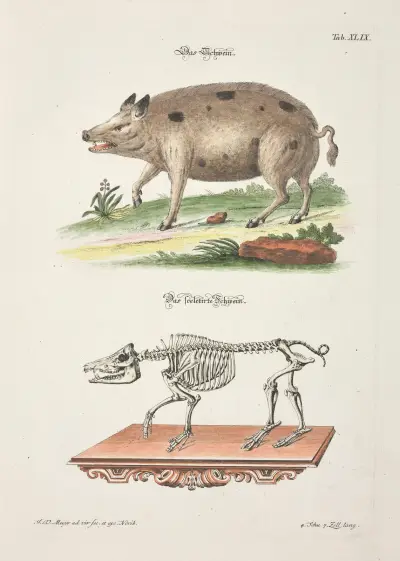 Angenehmer und nützlicher Zeit-Vertreib Pl.049 av Johann Daniel Meyer