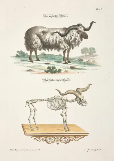 Angenehmer und nützlicher Zeit-Vertreib Pl.050 av Johann Daniel Meyer