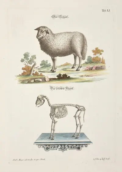 Angenehmer und nützlicher Zeit-Vertreib Pl.051 av Johann Daniel Meyer