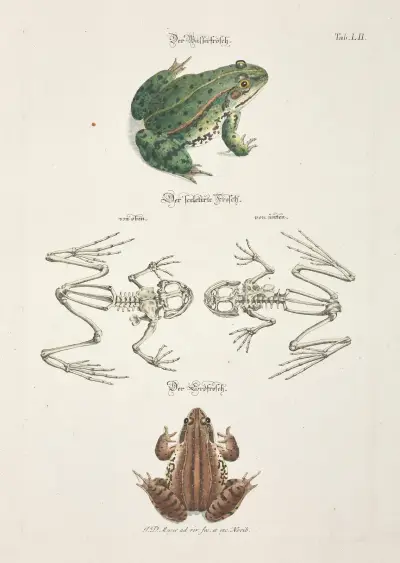 Angenehmer und nützlicher Zeit-Vertreib Pl.052 av Johann Daniel Meyer