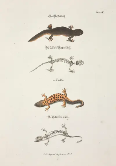 Angenehmer und nützlicher Zeit-Vertreib Pl.055 av Johann Daniel Meyer