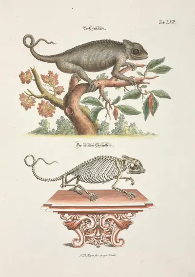 Angenehmer und nützlicher Zeit-Vertreib Pl.057 av Johann Daniel Meyer