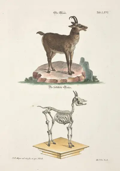 Angenehmer und nützlicher Zeit-Vertreib Pl.066 av Johann Daniel Meyer