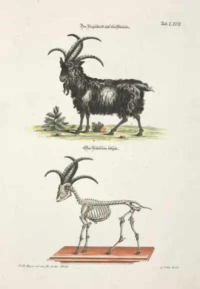 Angenehmer und nützlicher Zeit-Vertreib Pl.067 av Johann Daniel Meyer