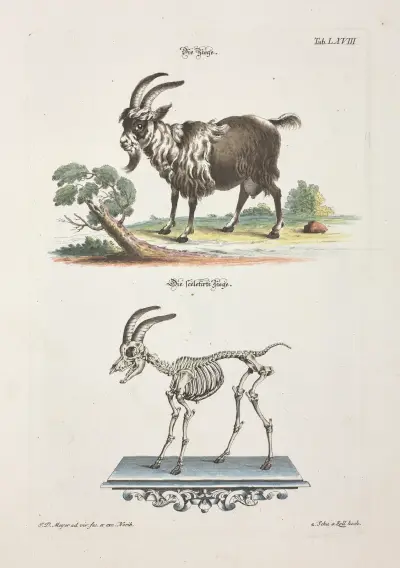 Angenehmer und nützlicher Zeit-Vertreib Pl.068 av Johann Daniel Meyer