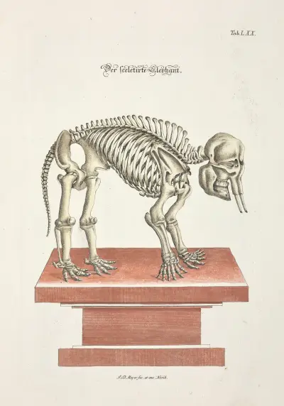 Angenehmer und nützlicher Zeit-Vertreib Pl.070 av Johann Daniel Meyer
