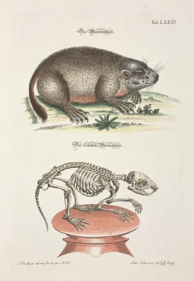 Angenehmer und nützlicher Zeit-Vertreib Pl.081 av Johann Daniel Meyer