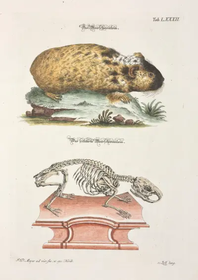 Angenehmer und nützlicher Zeit-Vertreib Pl.082 av Johann Daniel Meyer