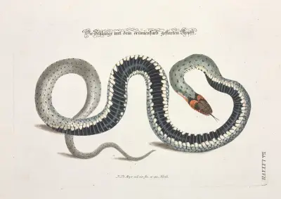 Angenehmer und nützlicher Zeit-Vertreib Pl.087 av Johann Daniel Meyer