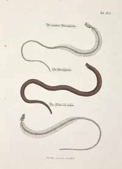 Angenehmer und nützlicher Zeit-Vertreib Pl.091 av Johann Daniel Meyer
