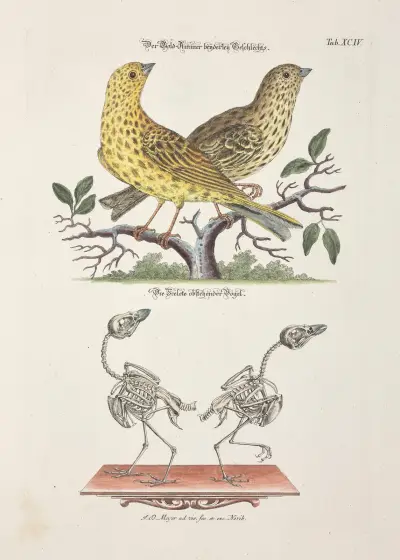 Angenehmer und nützlicher Zeit-Vertreib Pl.094 av Johann Daniel Meyer
