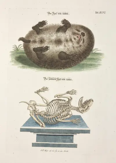 Angenehmer und nützlicher Zeit-Vertreib Pl.096 av Johann Daniel Meyer