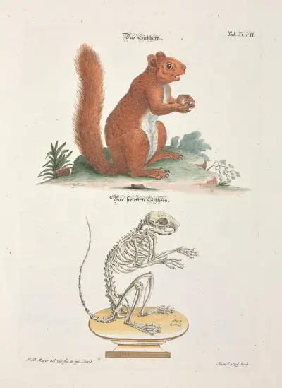 Angenehmer und nützlicher Zeit-Vertreib Pl.097 av Johann Daniel Meyer
