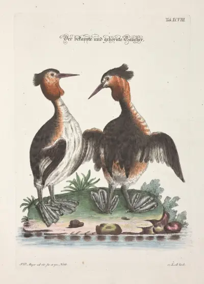 Angenehmer und nützlicher Zeit-Vertreib Pl.098 av Johann Daniel Meyer