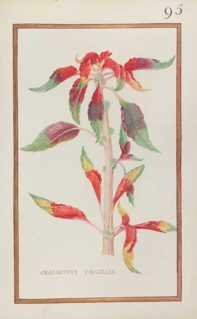 Amaranthus tricollor av Daniel Rabel