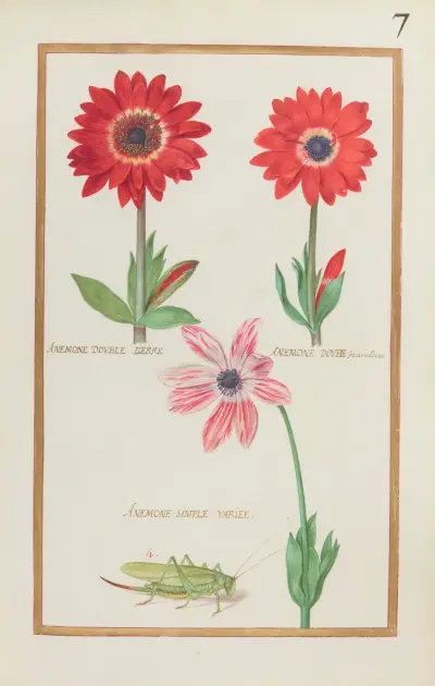 Anemone double lierre ; anemone double incarnadine ; anemone simple variée av Daniel Rabel