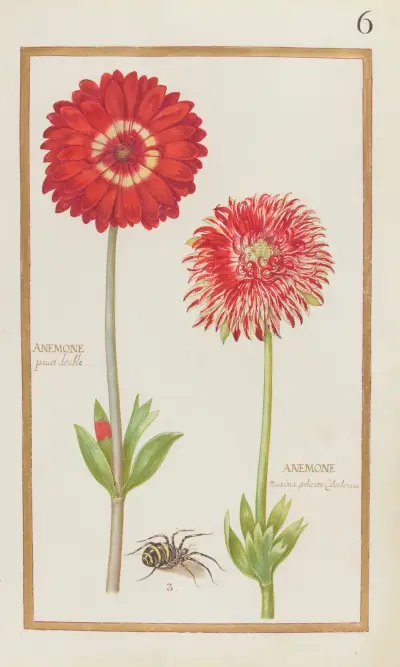Dubbel anemon; Anemone maxima polientos Calcedonica av Daniel Rabel