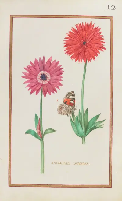 Dubbla anemoner av Daniel Rabel