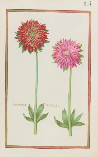 Dubbla anemoner av Daniel Rabel