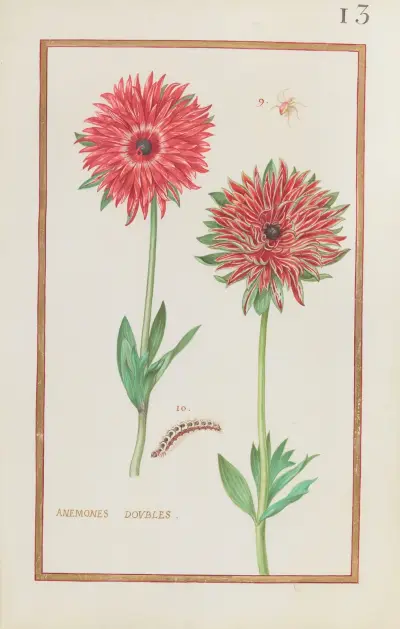 Dubbla anemoner av Daniel Rabel
